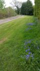 Bluebells at Herrington Park.